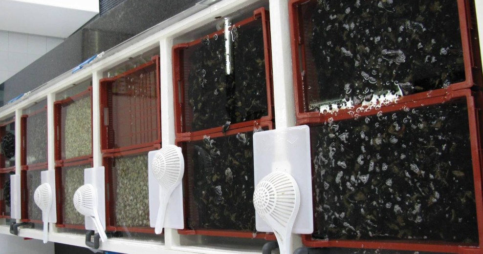 Cimar